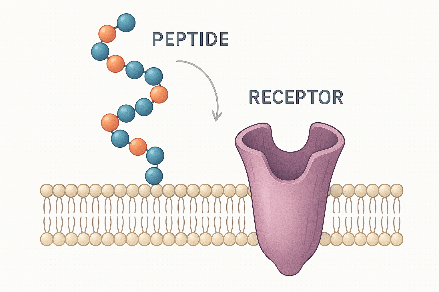 Infographic-style receptor and peptide interaction diagram